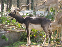 050106131042_male_wild_buck