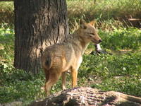 050106132550_indian_jackal