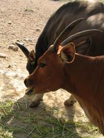 050106134118_banteng_cattles