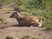 050106134314_sambar_deer