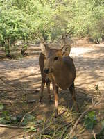 050106134806_sikka_deer_from_japan