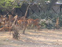 050106140012_browantlered_deer