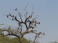 050106140732_hawk_tree
