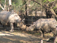 050106141012_rhinos