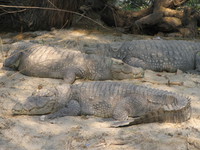 050106142722_marsh_crocodiles