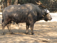 050106142946_cape_buffalo