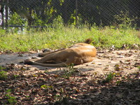 050106143236_female_african_lion