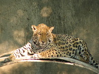 050106150918_jaguar