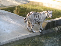 050106151644_white_tiger_looking