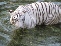 050106151936_white_tiger_in_water
