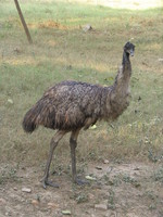 050106152900_emu