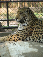 050106154442_jaguar