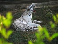 050106154836_white_tiger