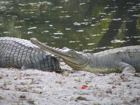 050106155618_long_snout_of_gharial