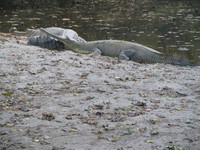 050106155808_gharial