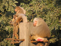 050106160458_hamadrayas_baboon