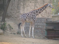 050106162556_giraffe