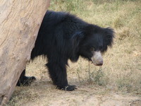 050106163134_sloth_bear