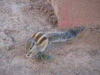 041130021858_squirrel