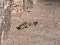 041216002258_squirrel_in_meherangarh