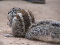 041223085148_behind_of_a_five_stripe_indian_squirrel