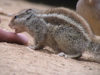 041223085210_squirrel_licking_finger_at_ranthambhore