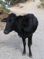 041130231710_holy_black_cow_in_nainital