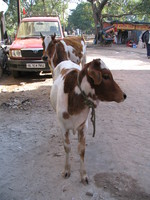 041205004736_mother_and_daughter_cow