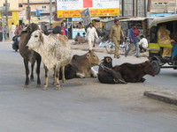 041207022046_cows_in_bikaner