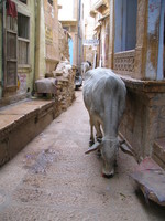 041211020634_cows_in_jaisalmer