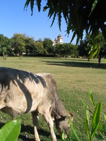 041219151938_cow_at_chittorgarh