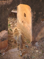 050102170436_cow_at_chaturbhuj_temple