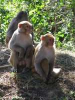 041202225204_three_monkeys_at_dhikala