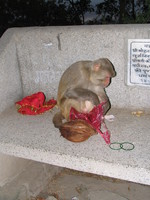 041205034852_offering_to_hanuman