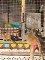 041221151330_monkeys_in_front_of_the_hanuman_temple