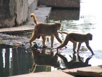 041221152130_monkeys_crossing_river