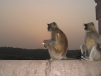 041222170818_loning_monkey_at_rathamhbore_sunset