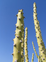 041214012812_cactus_in_jaisalmer
