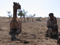041213220618_camel_and_seller