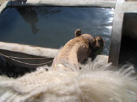 041207220450_camel_drinking_water