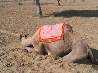 041207233212_camel_resting