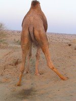 041208035156_camel_mooning
