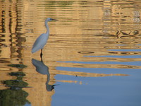 041215024026_lesser_egret_at_gadi_sagar