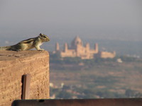 041216023314_squirrel_and_umaid_bhawan_palace