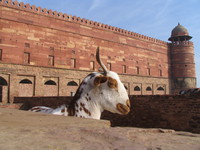 041226100444_goat_of_fatehpur_sikri