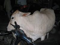 041130040536_white_cow_scratching_on_the_bike_handle_in_old_delhi