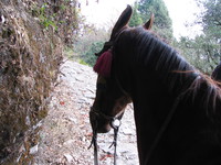 041130235708_my_poor_horse