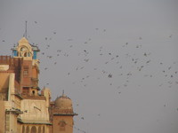 041207031534_pigeons