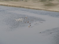 041226140656_brahmin_ducks