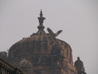 050103102058_vulture_on_the_dome_of_jehangir_mahal